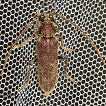 Africophanes amicus